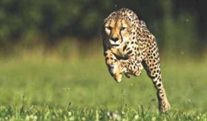 Cheetah the best sprinter on earth : Dhaka Mirror
